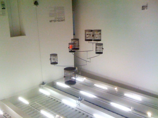 Singing Canaries Mobile upside down (c) Kennie Ting 2011