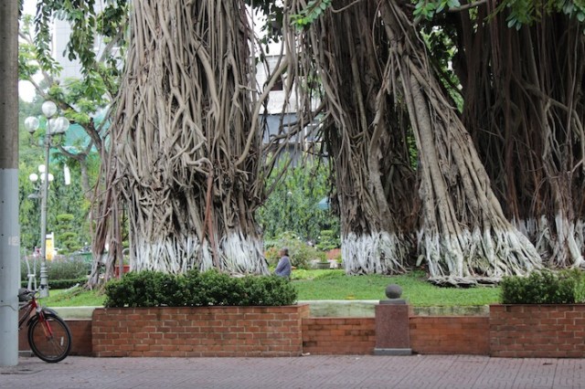 Across from the City Museum, a grandmother sits at the base of ancient banyan trees, quietly contemplating the city.