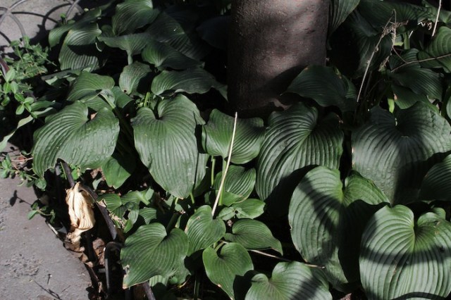 19 – Close-up of shrub.