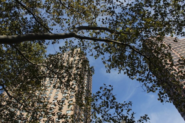 2 – Summer Canopy obscuring apartment buildings. 