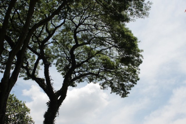 Towering rain tree, Singapore
