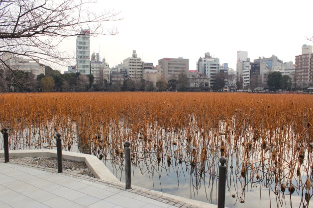 View of the Lotus Pond in Ueno Park. 