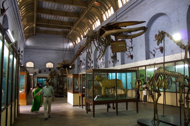 8-indian-museum-whalebone