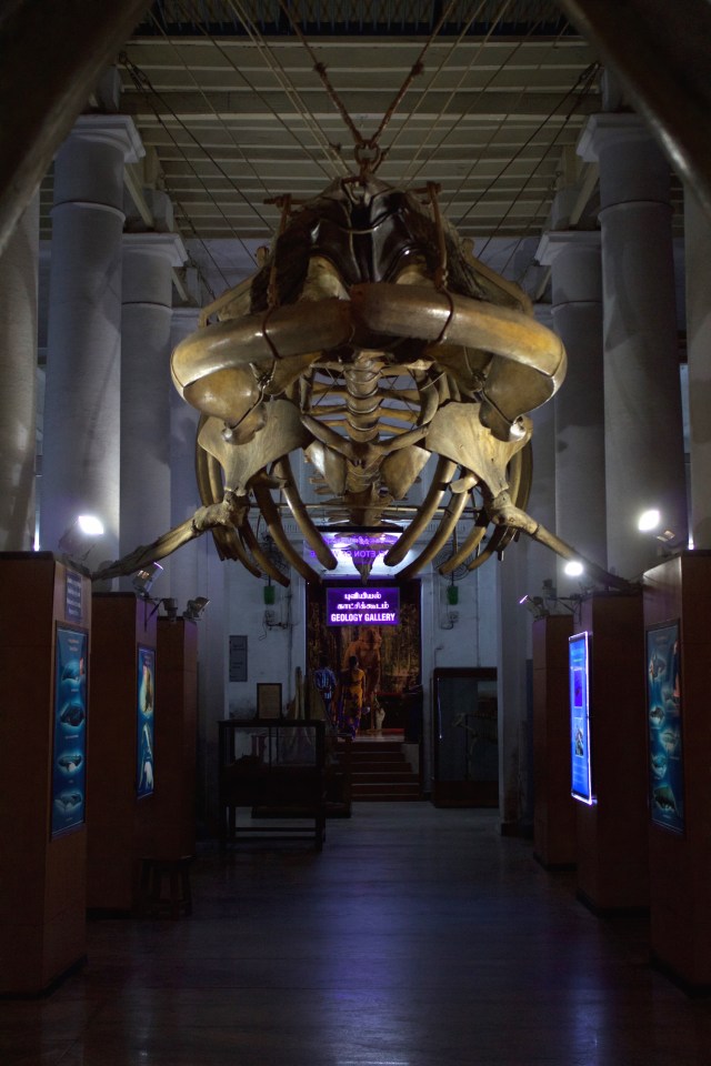 15 - Whalebone Museum