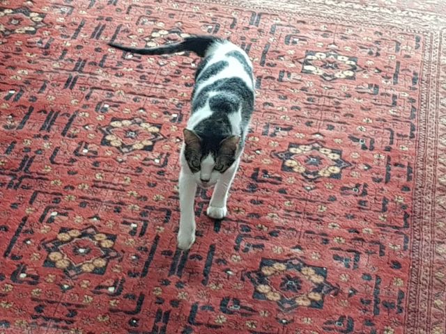 16 - Running when called