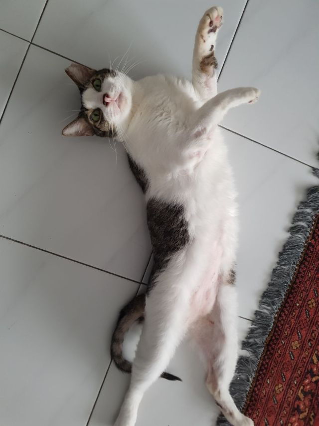 19 - Rolling on the tiles