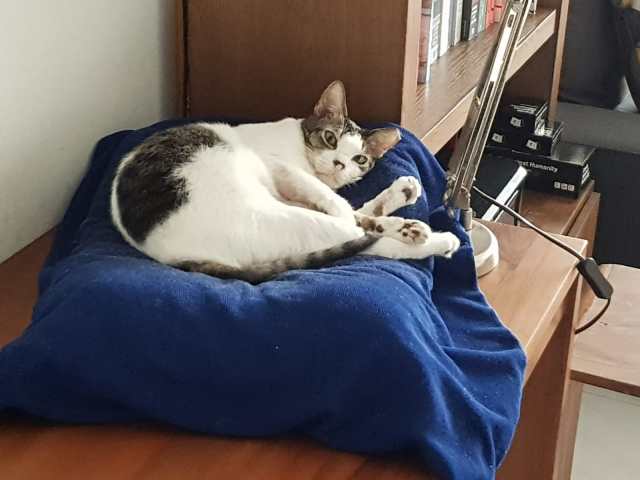 22 - On his blue blanket