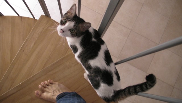 SANYO DIGITAL CAMERA