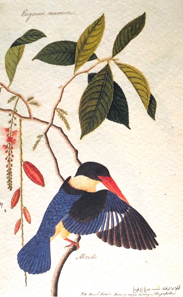 10 - KINGFISHER IMG_3148